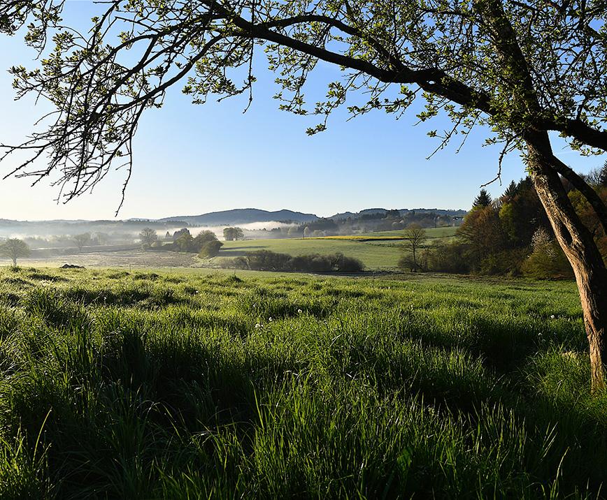 french pasture in the morning