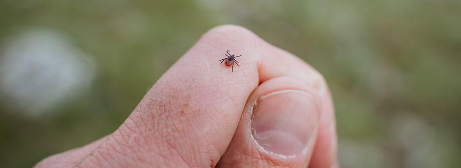 Tick on hand