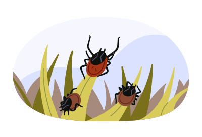 Ticks crawling in grass