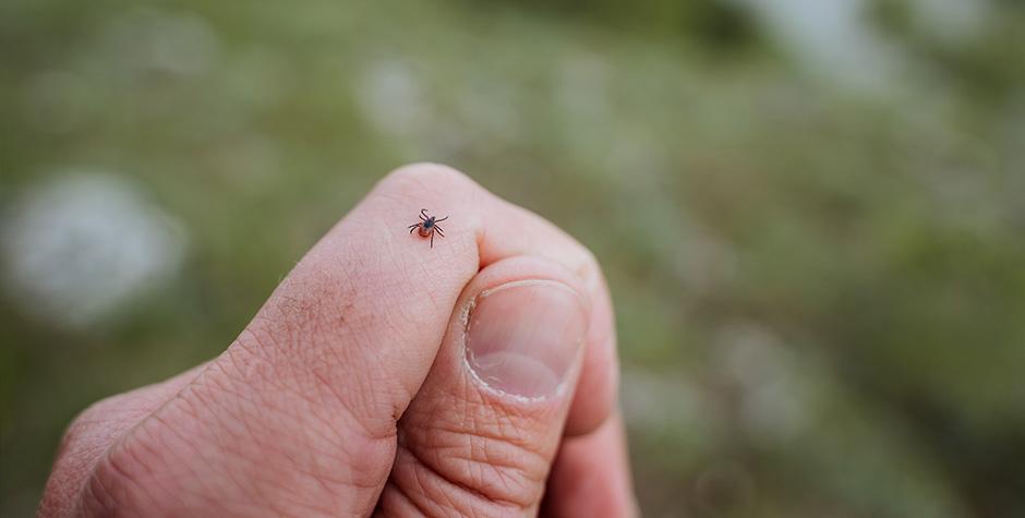 Tick sitting on a finger