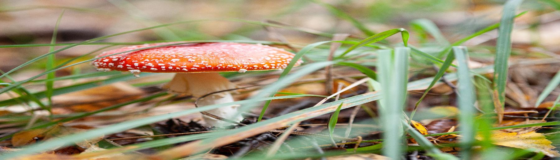 Natuur